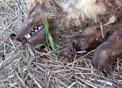 В Самарской области собаки загрызли новое чудовище В Самарской области собаки загрызли новое чудовище
