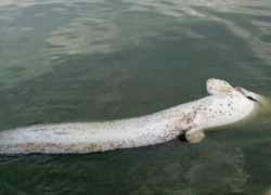 Необычная рыба попалась рыбакам в Куйбышевском водохранилище Необычная рыба попалась рыбакам в Куйбышевском водохранилище