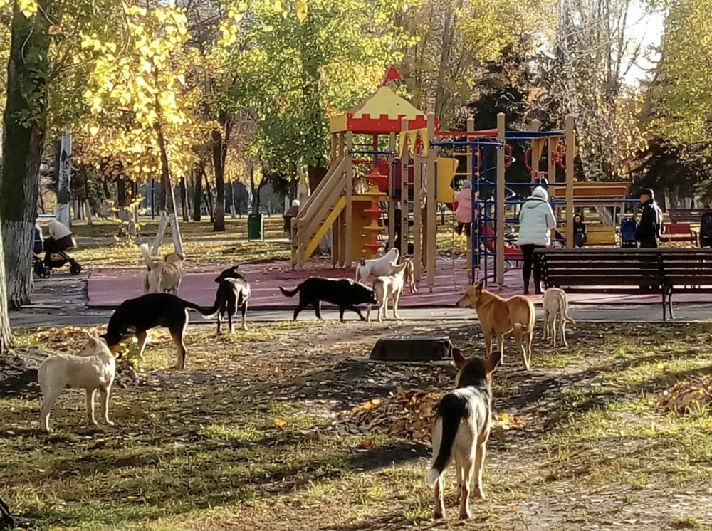 Свора бродячих собак в Самаре выгнала мам с детьми с детской площадки в парке Победы