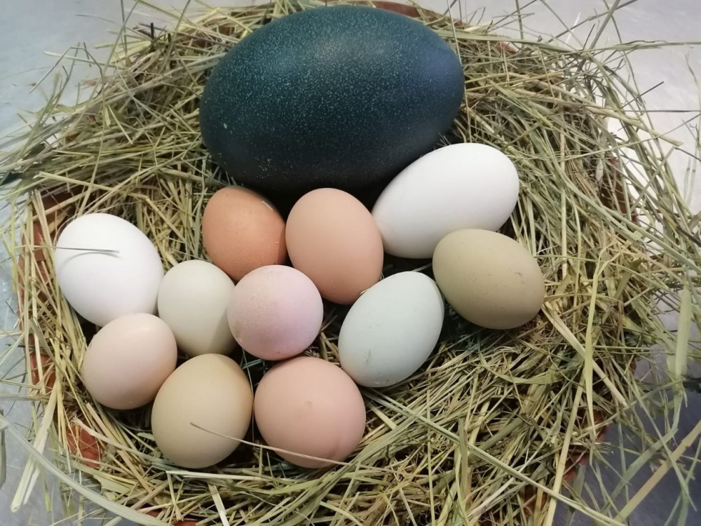 «Пасхальные куры» и эму: в центре Самары птицы несут разноцветные яйца