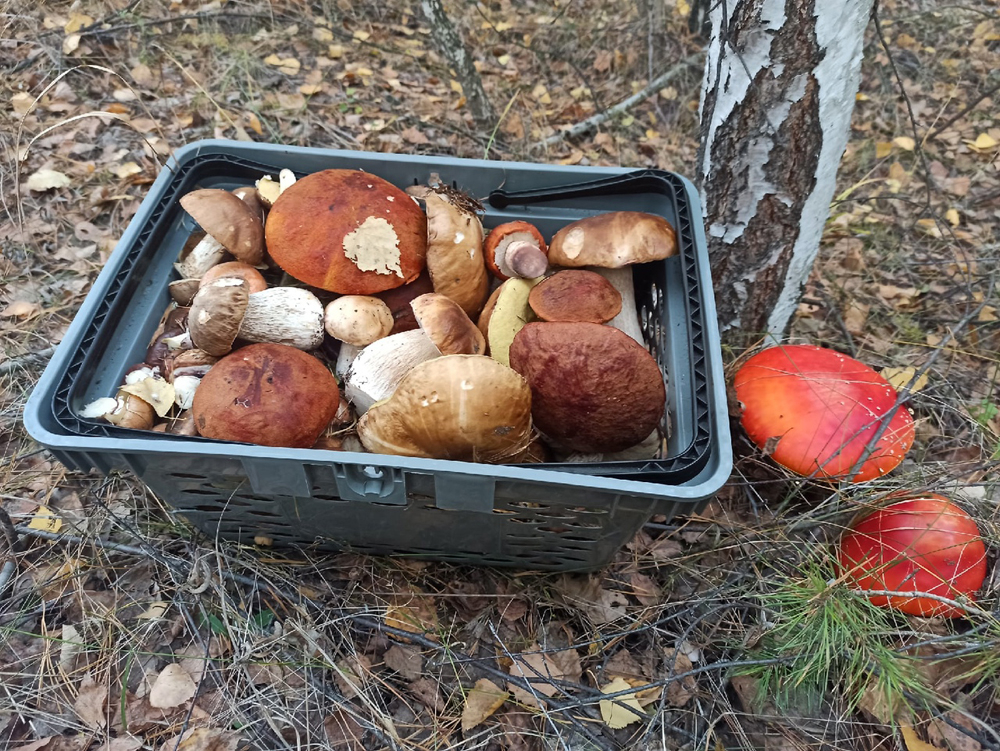 «Где мой большой гриб?»: рассказываем о грибных местах Самарской области и окрестностях