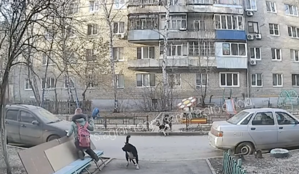 Появилось видео, как стая бездомных собак в Самаре напала на ребёнка