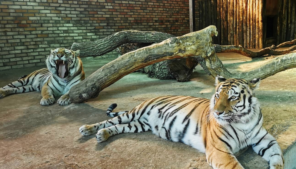 Амурские тигры Кактус и Кассандра признаны лучшей парой Самарского зоопарка – 2022
