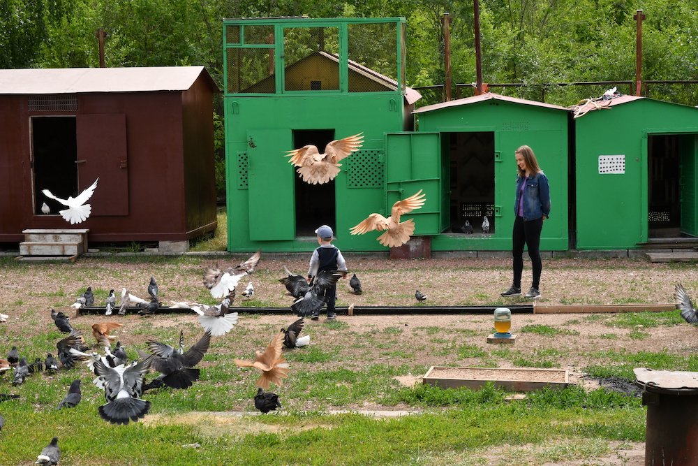 В Тольятти сохранились голубятни KOT_8714.JPG