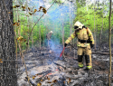 В Тольятти загорелся лес, возможен поджог
