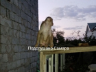 Жителей Самары в 4 утра разбудила стучащая в окно обезьяна