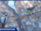 Фотоохота на пернатых: показываем таинственную жизнь птиц в лесу