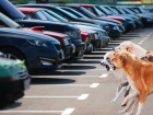 В Самаре бродячие собаки атаковали автомобиль на парковке