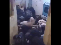 Животный инстинкт: в Самарской области душевнобольная держит в «однушке» десятки собак
