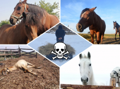 В приюте для лошадей-пенсионеров в Самарской области массово гибнут животные