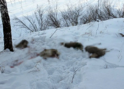 Какая дичь: в Самарской области браконьеры порубили на мясо 5 косуль на 1 млн рублей