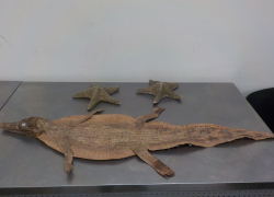 В аэропорту Самары нашли шкуру метрового нильского крокодила в багаже пассажирки из Хургады