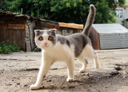 Разбираемся, почему Самару называют кошачьей столицей России