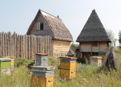 Рассказываем, где в Самарской области можно пройти пчёлотерапию 