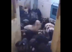 Животный инстинкт: в Самарской области душевнобольная держит в «однушке» десятки собак
