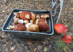 «Где мой большой гриб?»: рассказываем о грибных местах Самарской области и окрестностях
