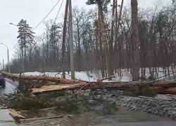 В Самарской области дерево упало прямо на проезжую часть 