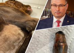Легендарный пёс из Мариуполя под ножом хирурга, а его хозяина назначили заместителем мэра Тольятти