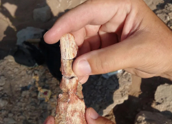 Самарские учёные нашли останки древней лягушки, обитавшей на планете 250 млн лет назад