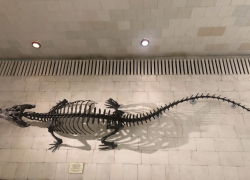 В Самарской области нашли останки ихтиозавра, которым больше 120 млн лет