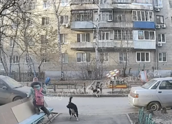 Появилось видео, как стая бездомных собак в Самаре напала на ребёнка