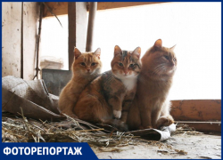 1 марта в Кошачьей столице отмечается День кошек