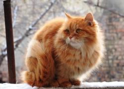 Рыжий кот спас семейную пару из Самарской области от развода