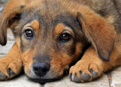 В Самаре создадут единую базу всех собак в рамках новой модели по решению проблемы бродячих животных