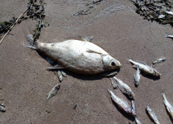 Берег Волги в Тольятти усеян мёртвой рыбой, запах стоит невыносимый