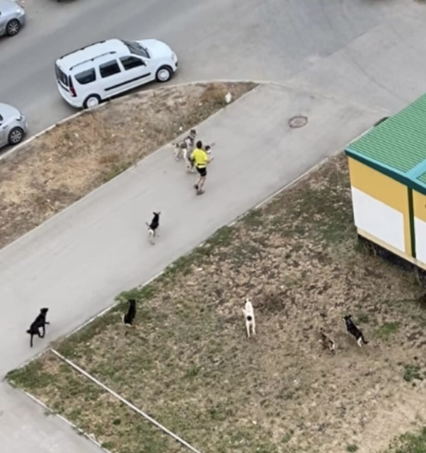 Жители Самары снова жалуются на стаи агрессивных бродячих собак на улицах