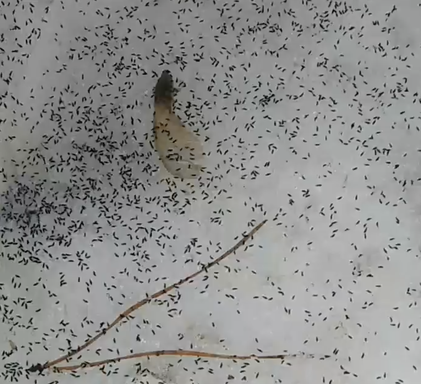 В лесу Самарской области обнаружили нашествие насекомых